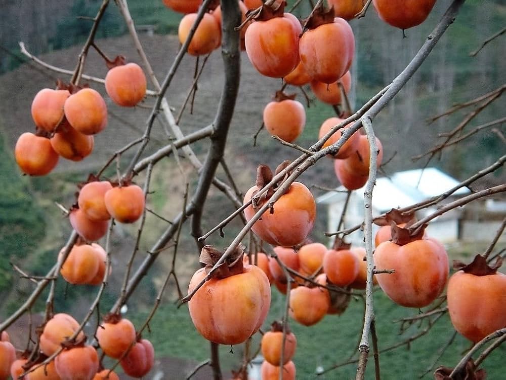 Italian Persimmon Tree (Diospyros lotus) Dateplum Fruit Seeds
