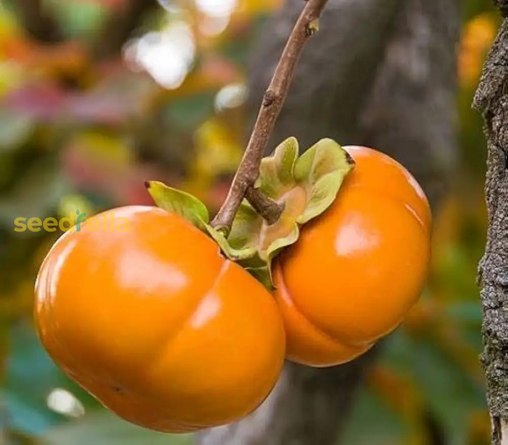 Persimmon Seeds For Planting Grow Delicious Fruit Trees heirloom non-gmo organic garden seeds