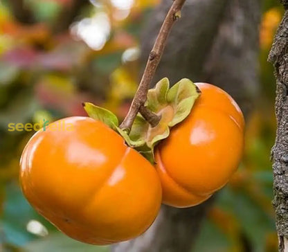 Persimmon Seeds For Planting Grow Delicious Fruit Trees heirloom non-gmo organic garden seeds