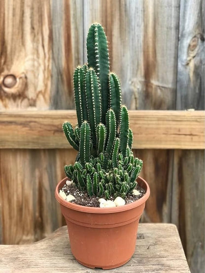 Peruvian Apple Cactus Cereus repandus Seeds for Planting in Desert Garden and Indoor Pots