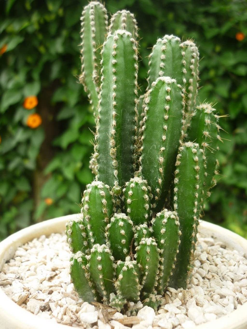 Peruvian Apple Cactus Cereus Repandus Seeds For Planting In Desert Garden And Indoor Pots heirloom non-gmo organic garden seeds