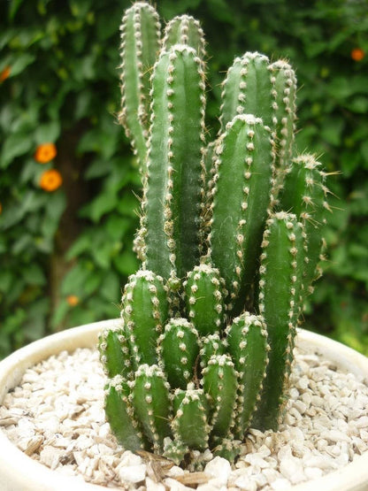 Peruvian Apple Cactus Cereus Repandus Seeds For Planting In Desert Garden And Indoor Pots heirloom non-gmo organic garden seeds