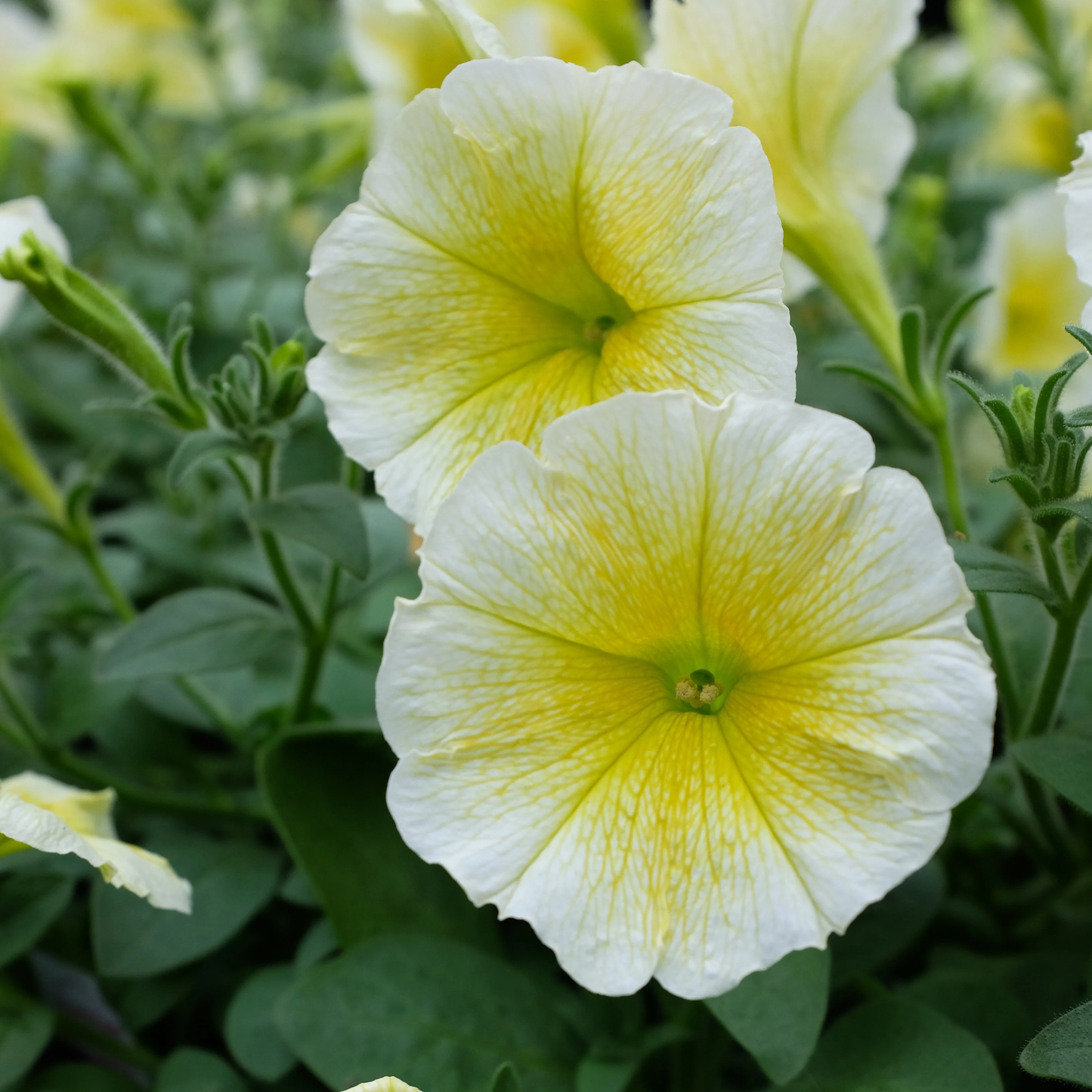 Shock Wave Yellow Petunia Seeds