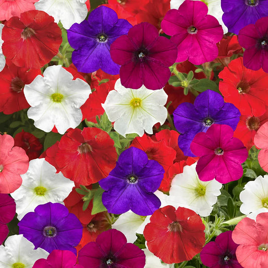Bright Blooms Mixed Petunia Flower Seeds