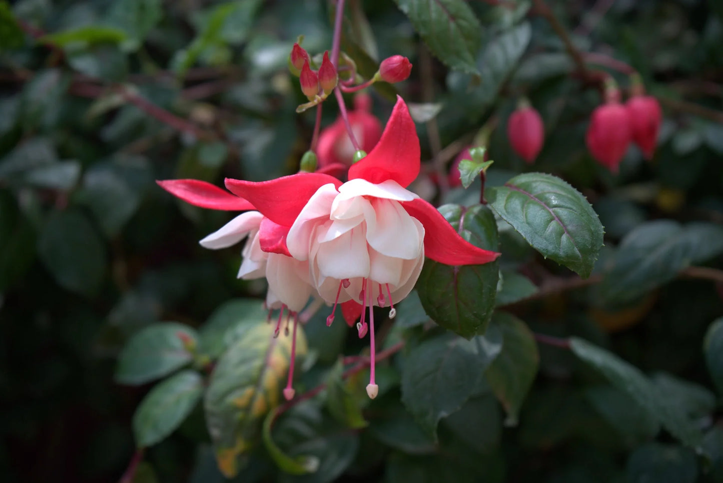 Fuchsia Flower Seeds