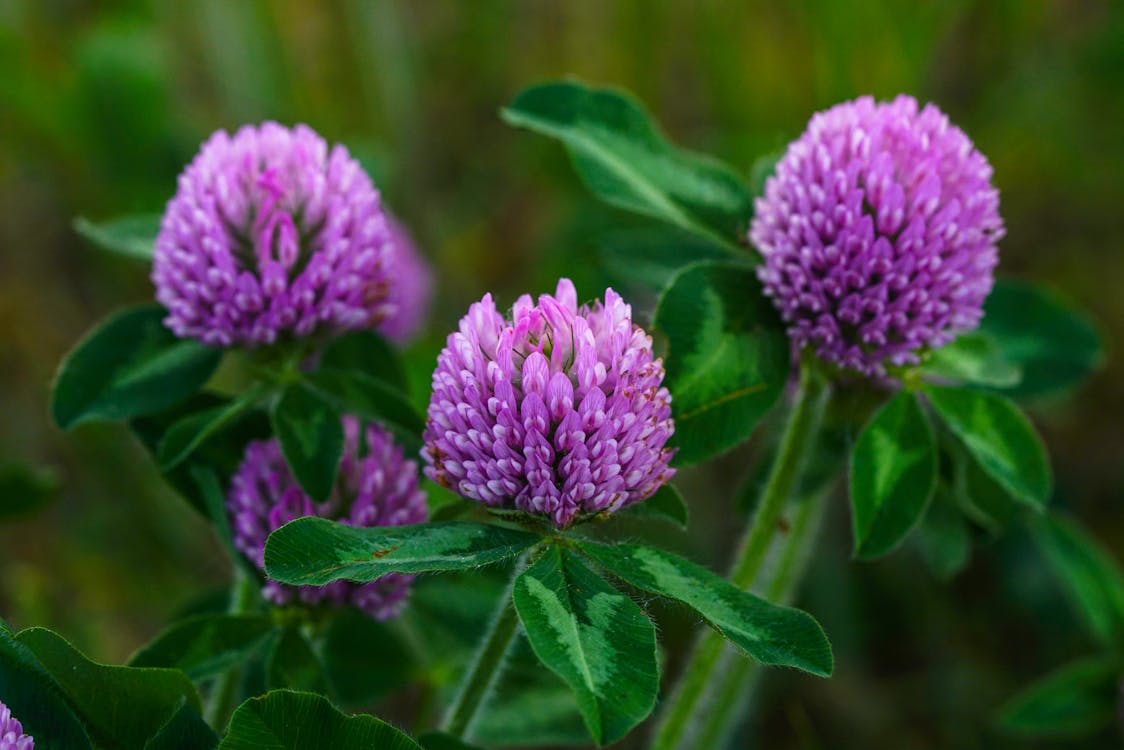 Clover Flower seeds for Planting Sun Loving Heirloom & GMO Free Seeds for Home Garden 
 
 Sale for planting in home garden