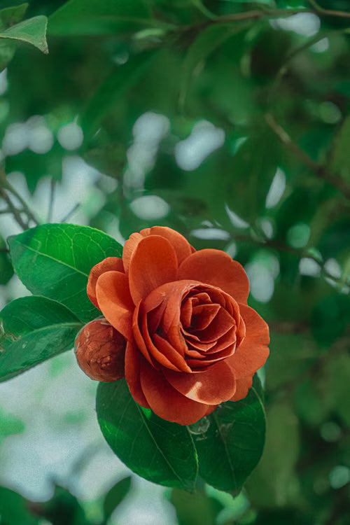 Brown Camellia Flower seeds for Planting - Easy to Grow, Heirloom & GMO Free Seeds for Home Garden