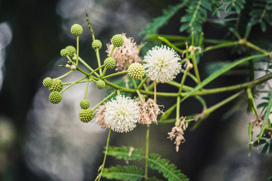 River Tamarind Flower seeds for Planting Seasonal Bloomer Heirloom & GMO Free Seeds for Home Garden 
 
 Sale for planting in home garden