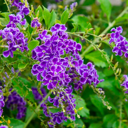 Duranta Erecta Flower Seeds