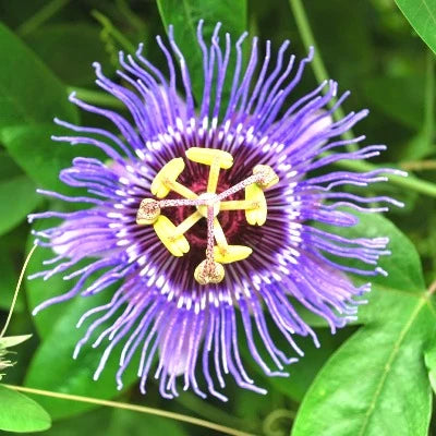 Passion Flower seeds for Planting - Pollinator Friendly, Heirloom & GMO Free Seeds for Home Garden