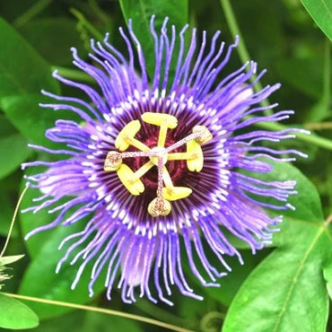 Passion Flower seeds for Planting - Pollinator Friendly, Heirloom & GMO Free Seeds for Home Garden
