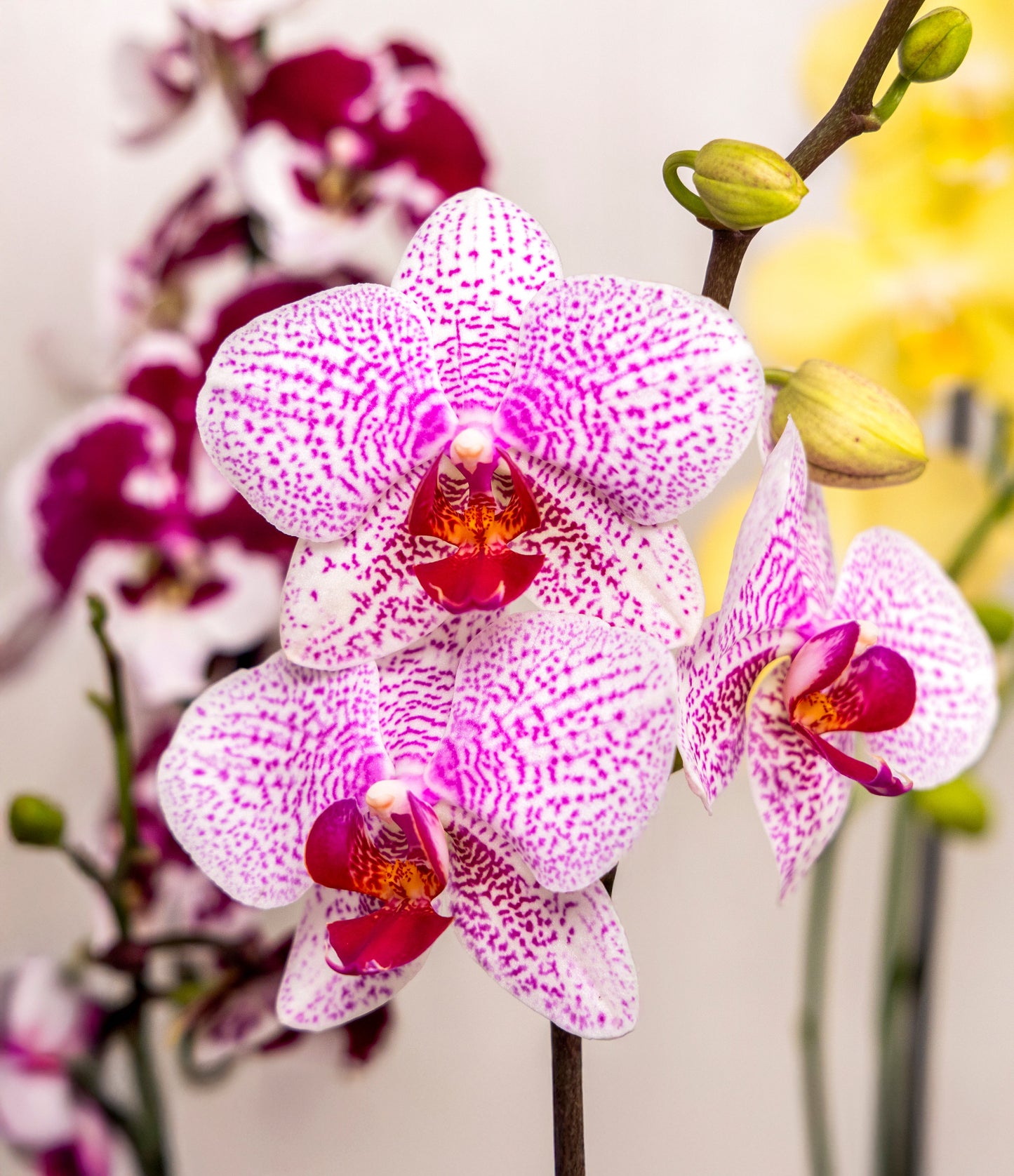 Semillas de flor de Phalaenopsis para plantar, de bajo mantenimiento, semillas tradicionales y libres de organismos modificados genéticamente para jardín doméstico