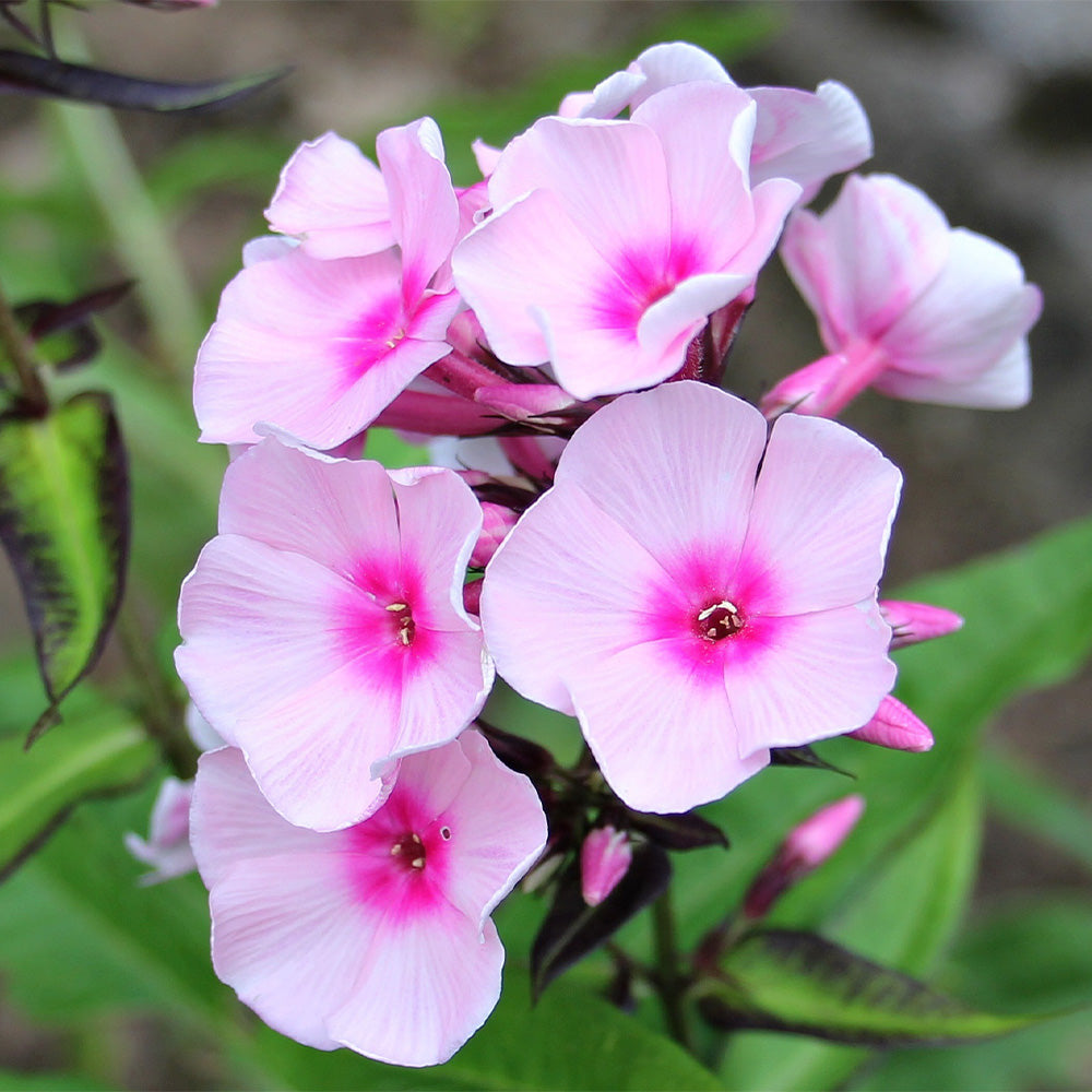 Phlox Flower Seeds
