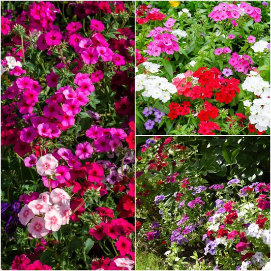 Drummond Phlox Flower Seeds