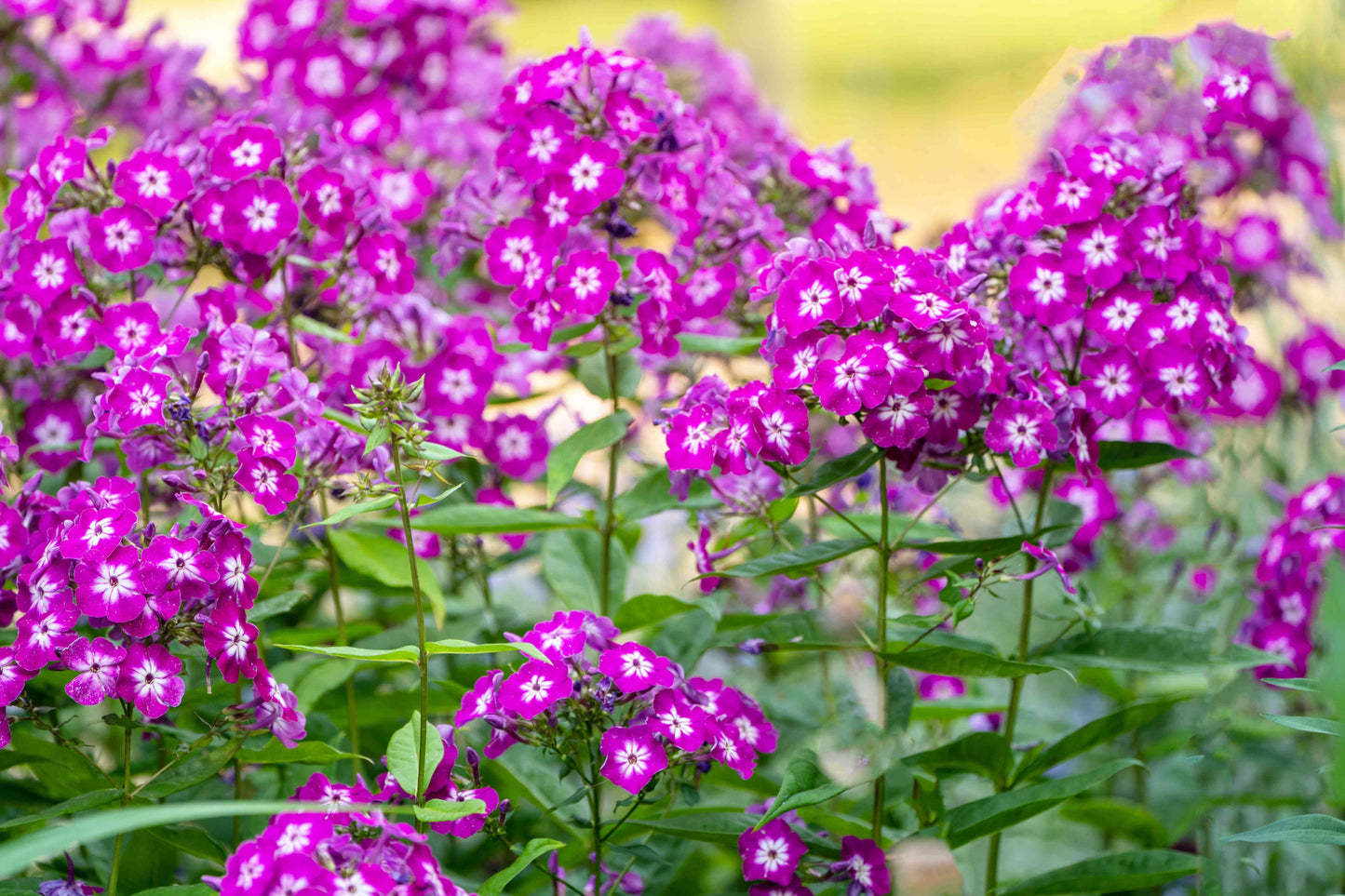 Violet Phlox Flower Seeds