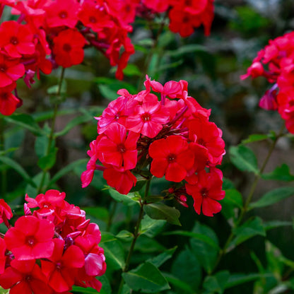Red Phlox Flower Seeds