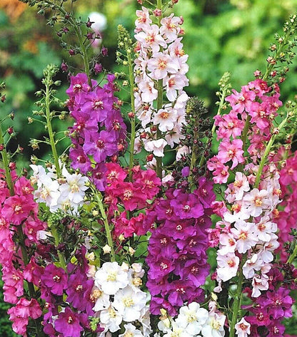 Red, Pink, and Purple Phoeniceum Flower Blooms