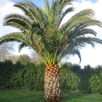 planting canary island date palm seeds Phoenix Canariensis Fruit Seeds for Planting – Heirloom, Non-GMO, Trop – Pure Asia Seeds