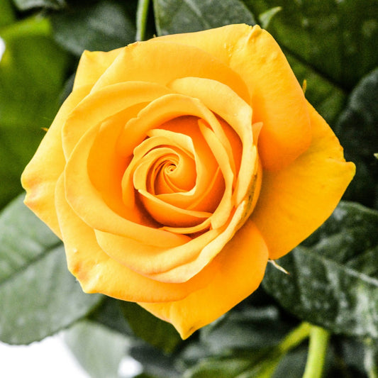Yellow Rose Flower Seeds