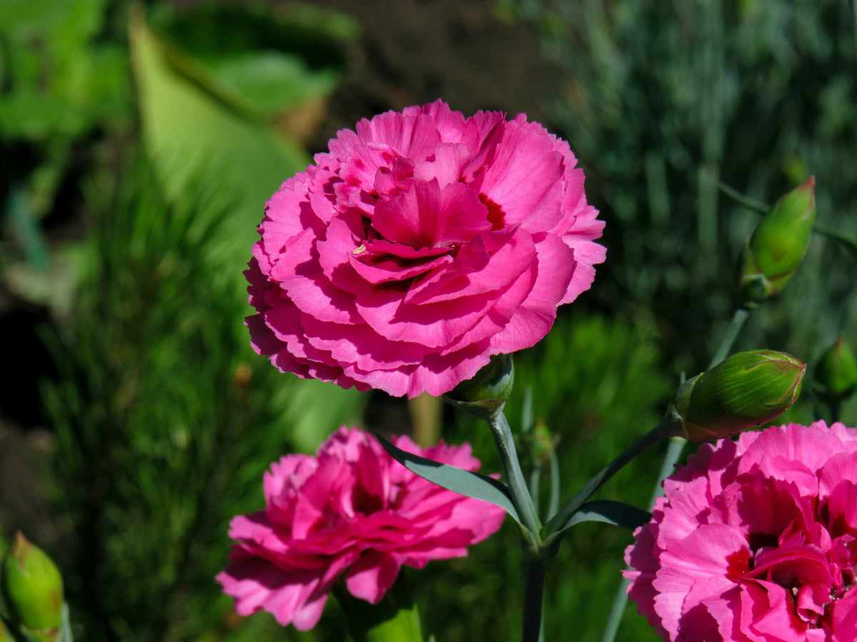 Carnation (Carnation Flower) seeds for planting in home garden
