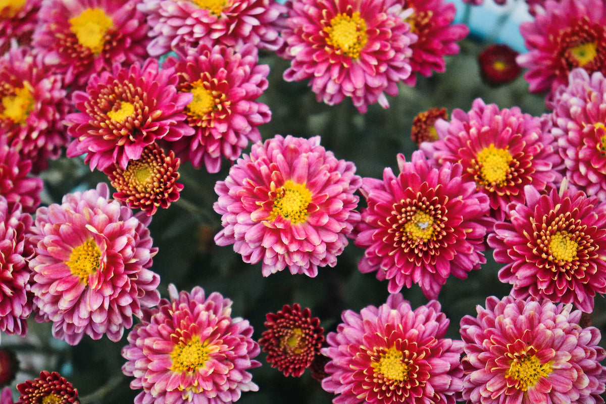 Chrysanthemum Pink Yellow Flower seeds for Planting - Compact Growth, Heirloom & GMO Free Seeds for Home Garden