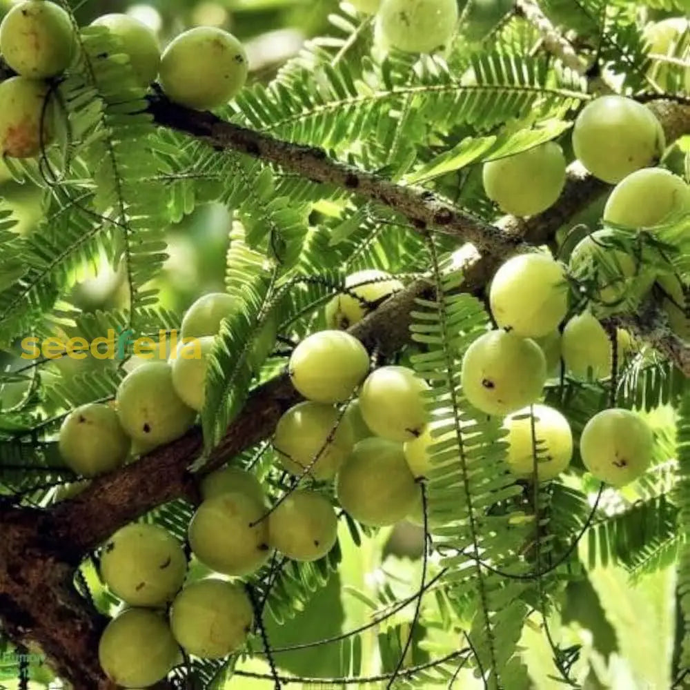 Green Amla Seeds for Planting - Grow Your Own Amla Tree