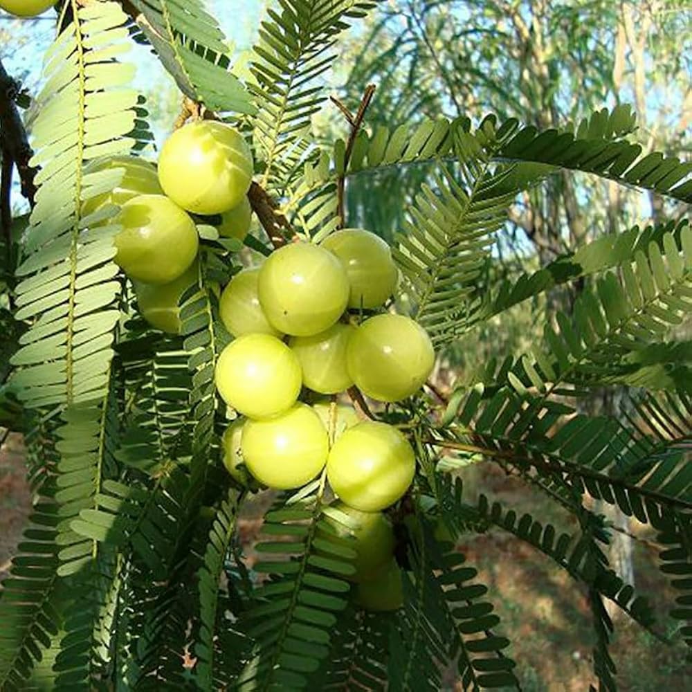 Ceylon Gooseberry Phyllanthus emblica Fruit Seeds for Planting in Garden