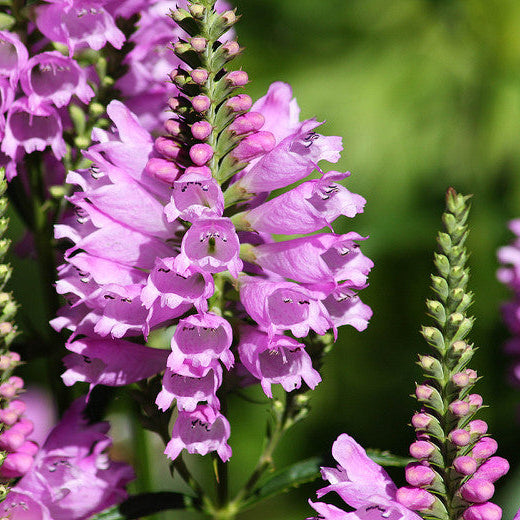 Pink False Dragonhead  Flower Seeds