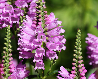 Pink False Dragonhead  Flower Seeds