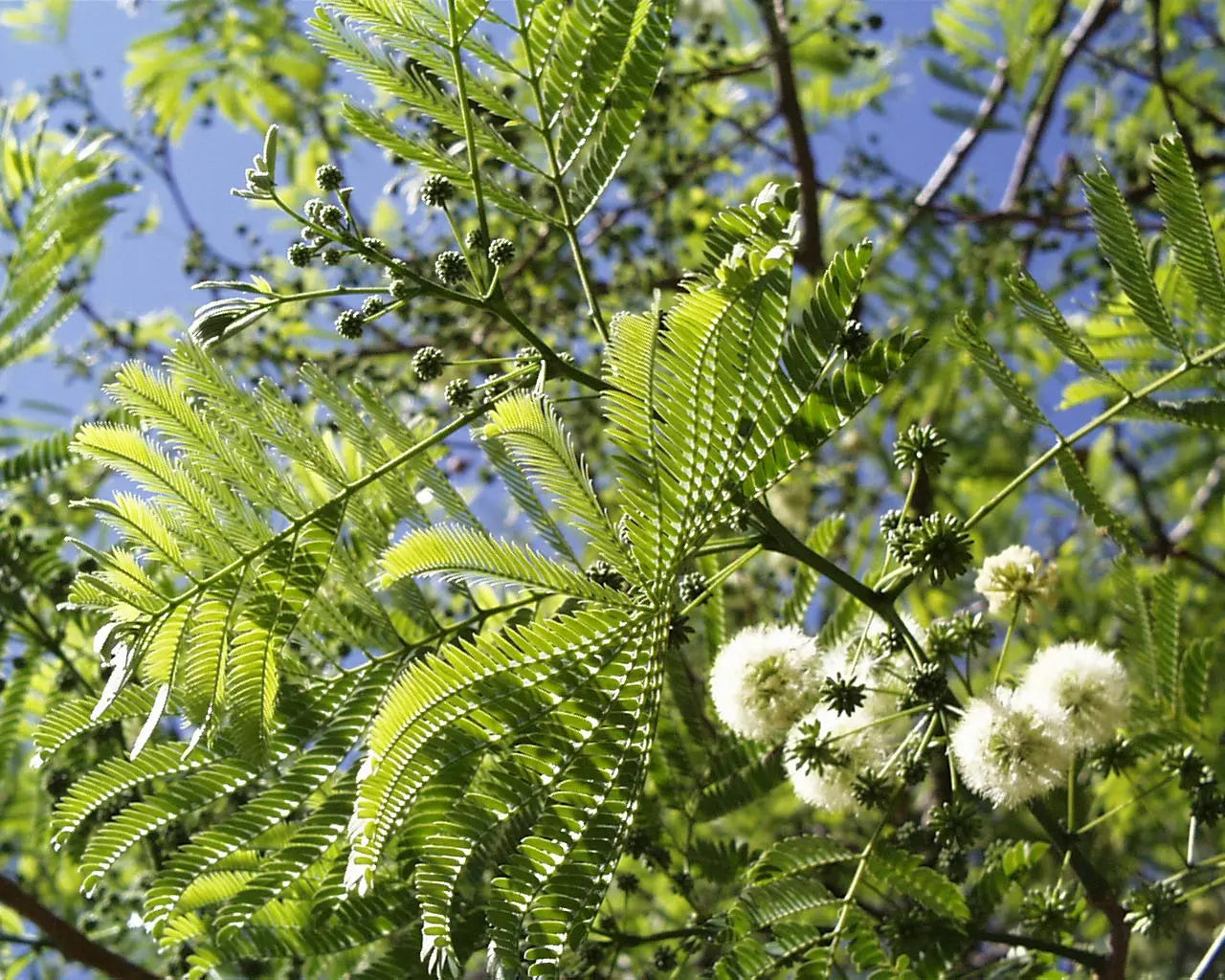 Enterolobium Cyclocarpum Plant Seeds