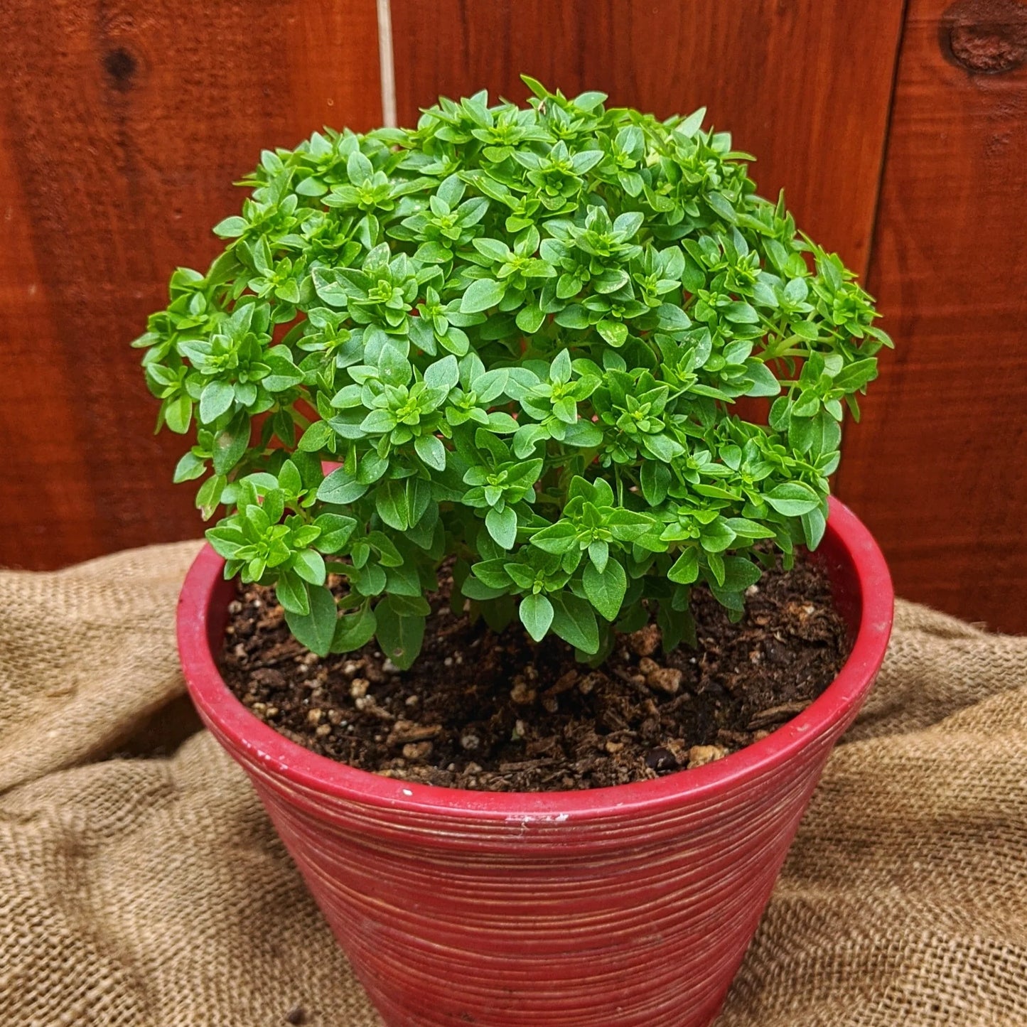 Basil 'Piccolino' Herb Seeds