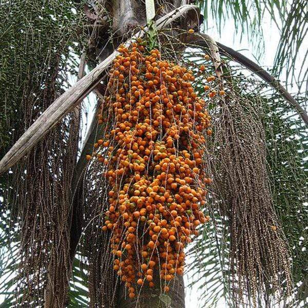 Coco Palm (Butia capitata) Jelly Palm Pindo Edible Fruit Tree Houseplant Seeds