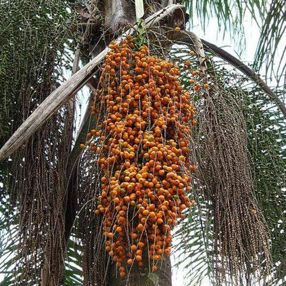 Coco Palm (Butia capitata) Jelly Palm Pindo Edible Fruit Tree Houseplant Seeds