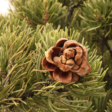 Pine Nut Tree Seeds for Planting – Heirloom, Non-GMO, Nut-bearing, Hardy