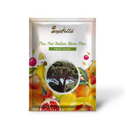 Pine Nut Italian Stone Pine (Pinus pinea) Umbrella Tree Seeds