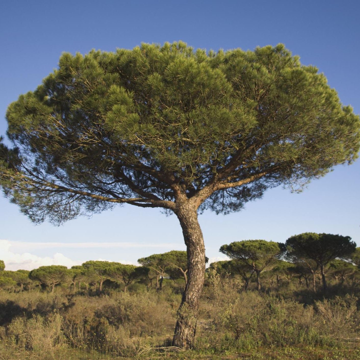 Pine Nut Italian Stone Pine (Pinus pinea) Umbrella Tree Seeds