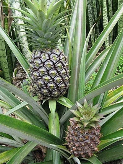Pineapple Seeds for Tropical Planting