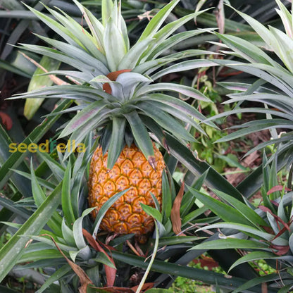 Yellow Pineapple Fruit Seeds for Home Planting