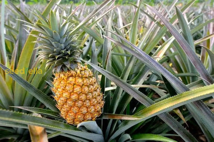 Brown Pineapple Seeds for Planting Grow Your Own Fruit