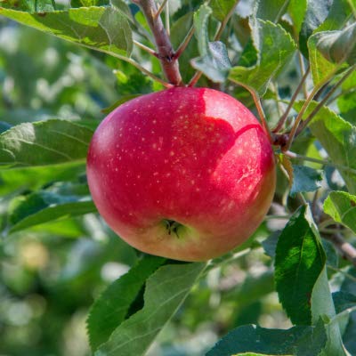 Pink And Green Apple Seeds For Orchard Planting heirloom non-gmo organic garden seeds