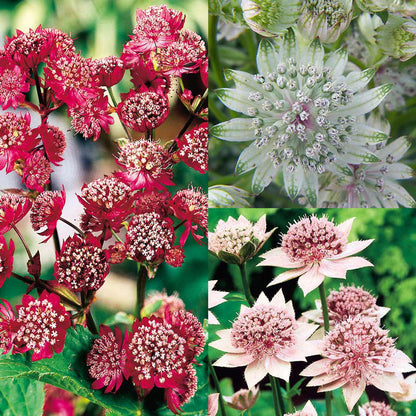 Pink and White Astrantia Blooms Close-Up