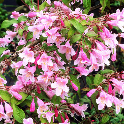Beauty Bush Shrub (Kolkwitzia amabilis) Pink & White Flower Red Berry Seeds