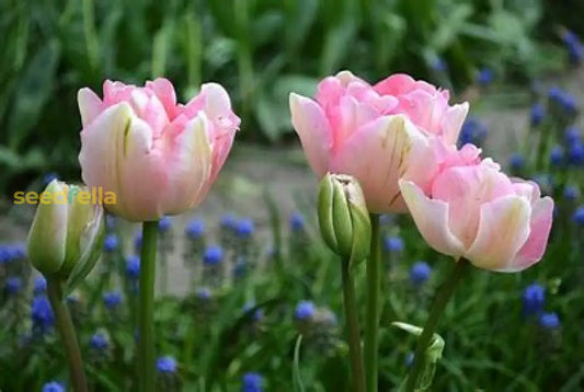 Pink And White Tulip Seeds For Planting Flower