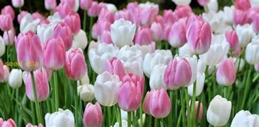 Pink And White Tulip Seeds For Planting Flower