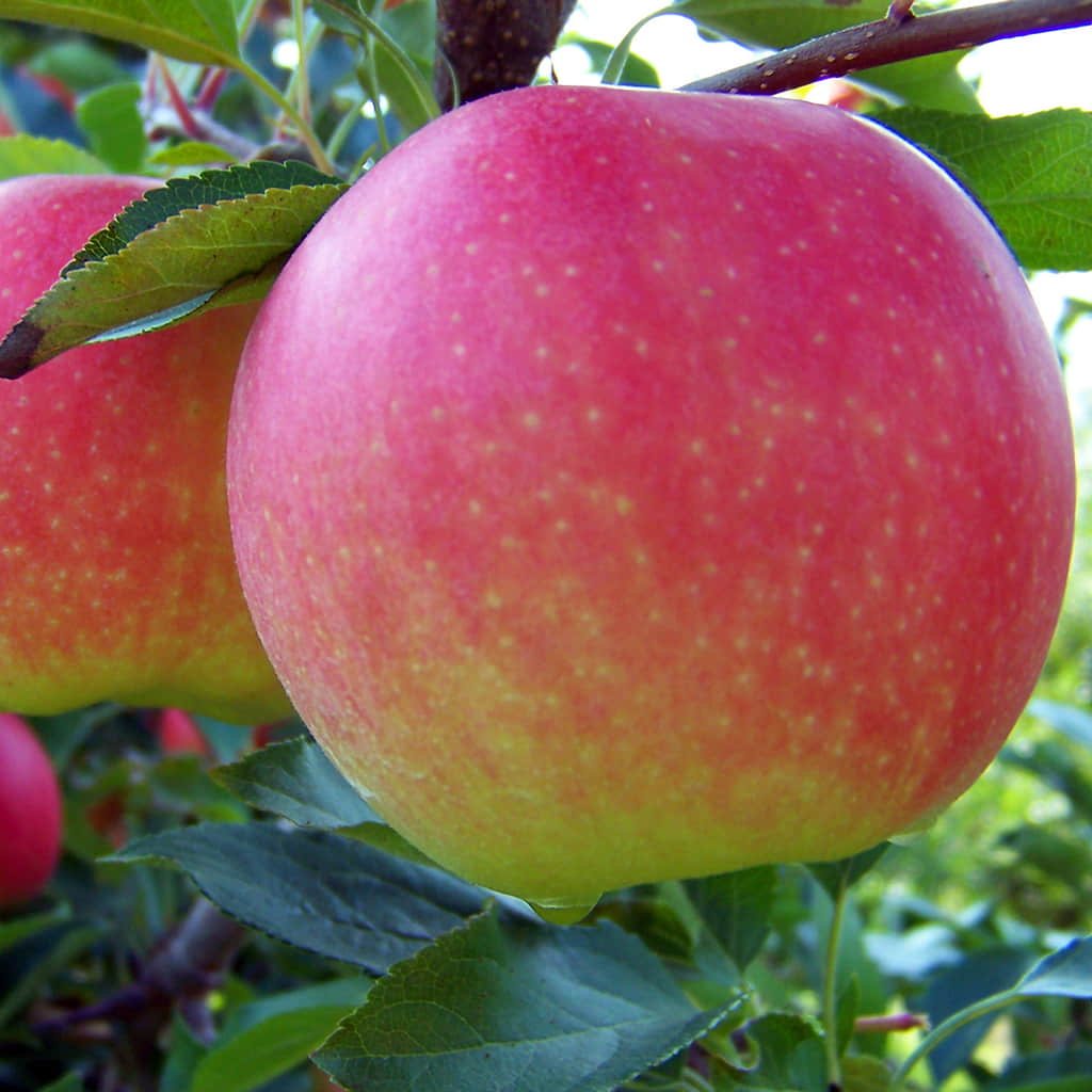 Pink And Yellow Apple Seeds For Planting heirloom non-gmo organic garden seeds
