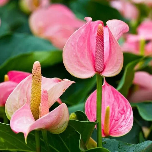 Pink Anthurium Seeds for Hydroponic Planting