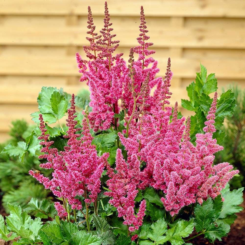 Pink Astilbe Plant Seeds  Easy to Grow Non-GMO Perennial
