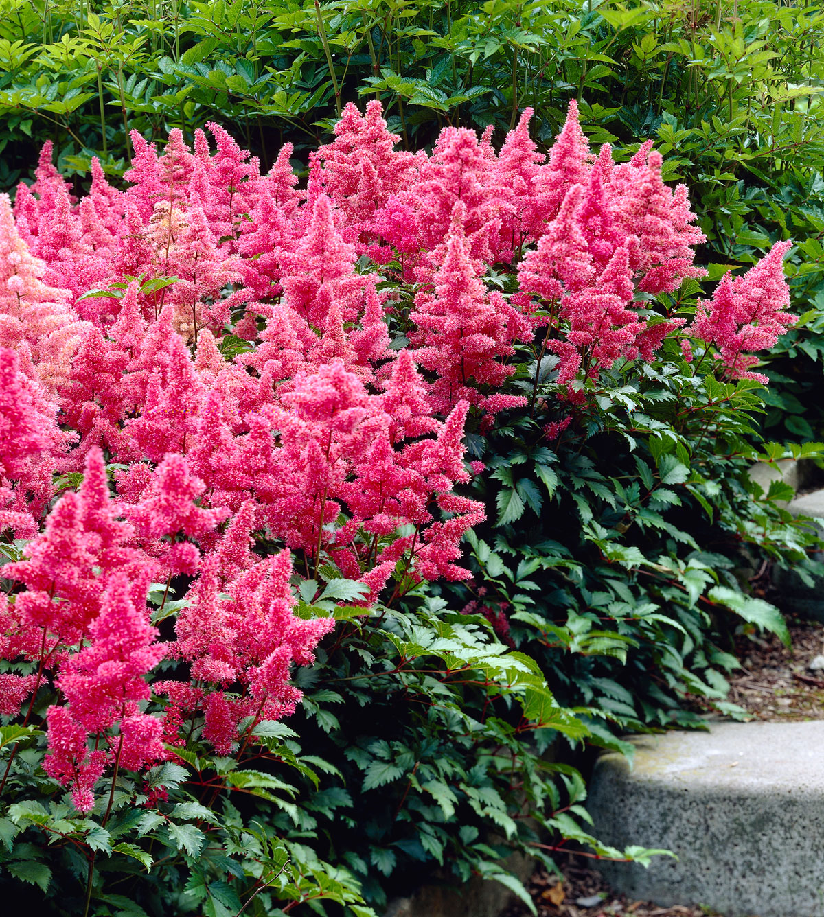 Pink Astilbe Seeds for Planting  Elegant Shade-Loving Flowers