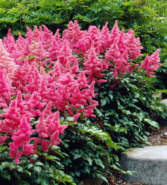 Pink Astilbe Seeds for Planting  Elegant Shade-Loving Flowers