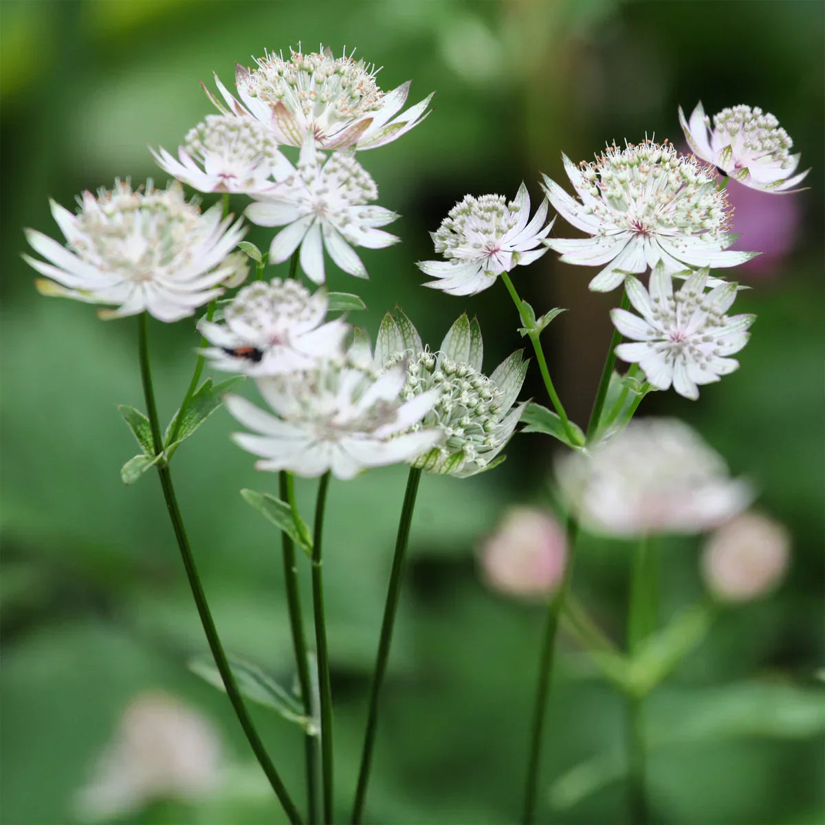 Pink Astrantia Masterwort Flower Close-up